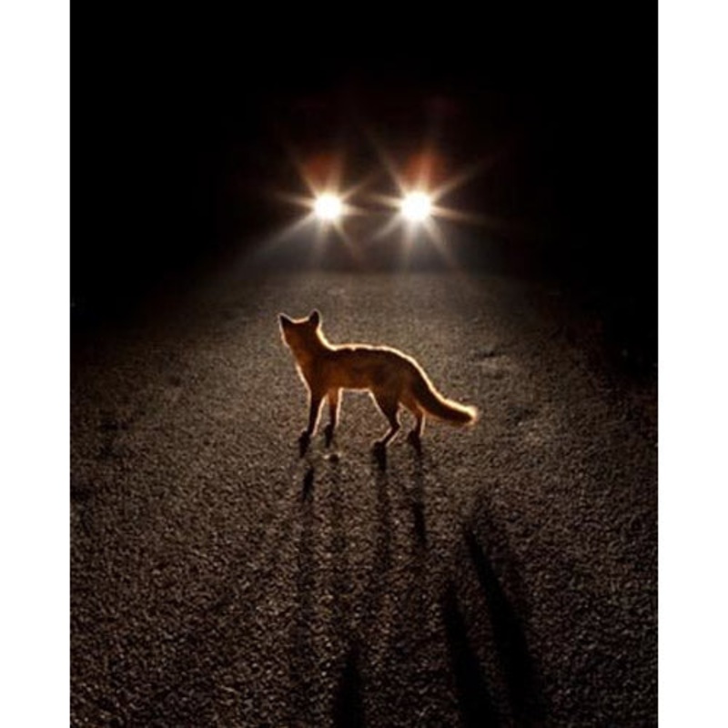 Martin Usborne: One Picture Book #79: Fox About Town